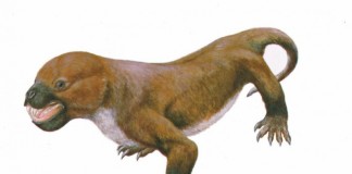 reptilo-mamifere