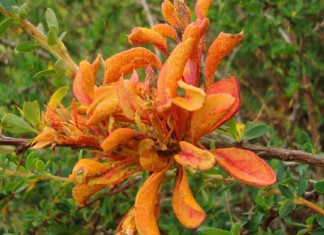 Aecidium magellanicum