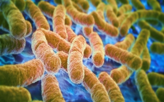 Bacterii-intestinale
