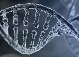 ADN CRISPR
