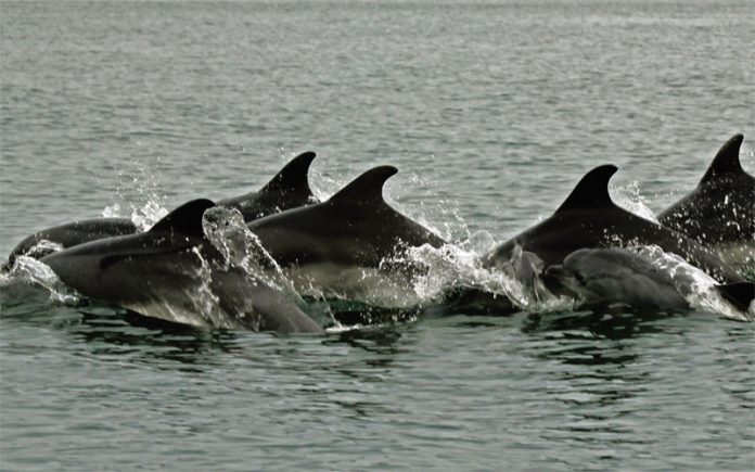 delfini-marea-neagra-stiinta-tehnica-1